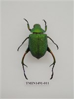 藏品(金龜科(一)外國)的圖片